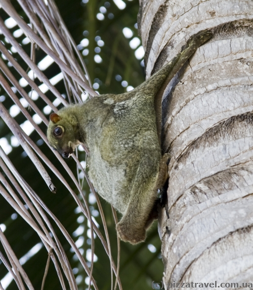 Flying squirrel on the Perhentian Islands