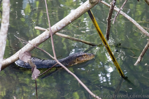 Water monitor lizard on the Perhentian Islands