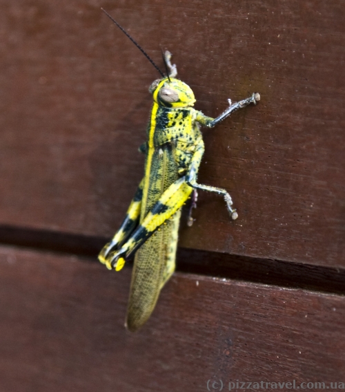 Grasshopper on the Perhentian Islands