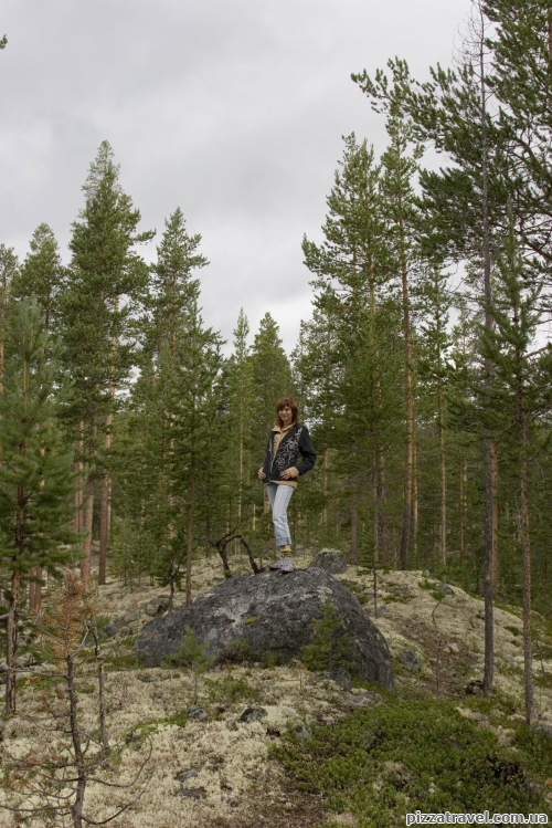 Forest near the Polfossen Waterfall