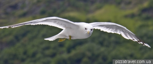 Cruise on the Sognefjord