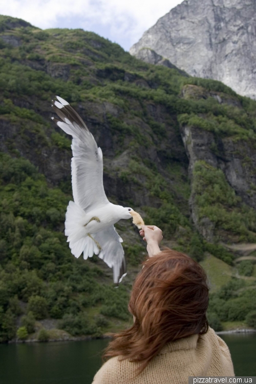 Cruise on the Sognefjord