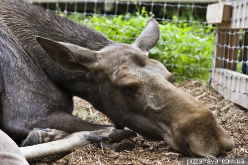 Zoo in the Skansen