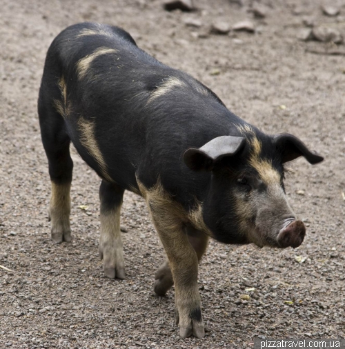 Zoo in the Skansen