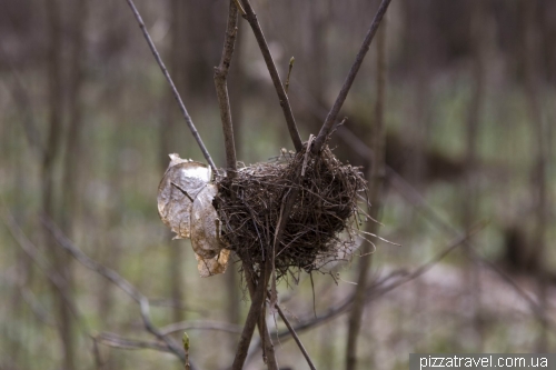 Nest on thin branches