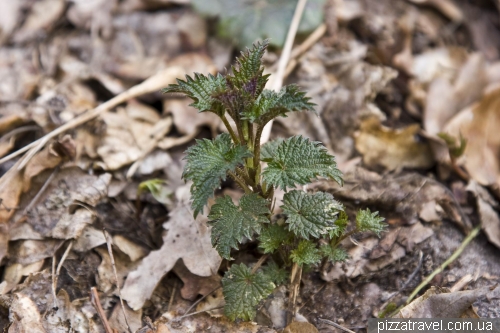 Miniature nettle, which is thrown into soup