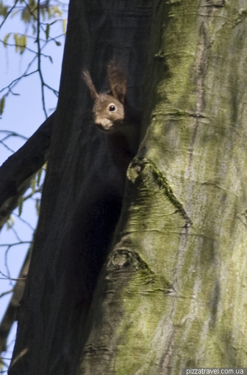 Squirrel in Weimar