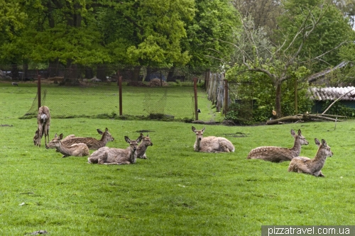 Zoo in Obroshino