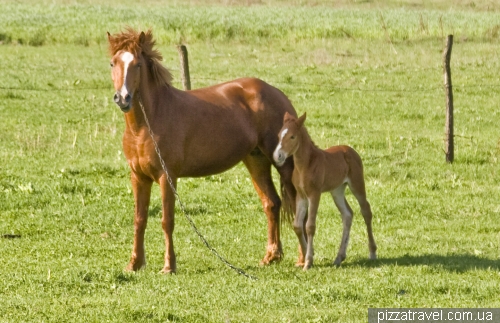 There are many beautiful horses around Shatsky Lakes