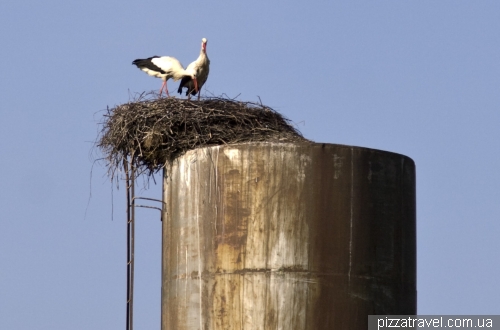 Nest of storks