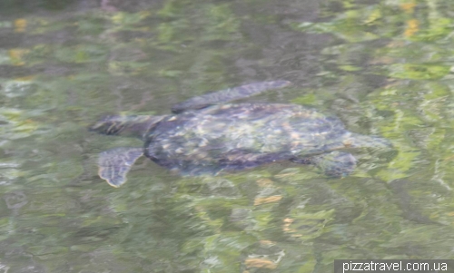 Turtle in Elizabeth Bay