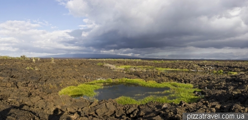 Punta Moreno (Isabela Island)