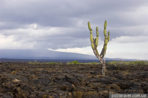 Punta Moreno (Isabela Island)