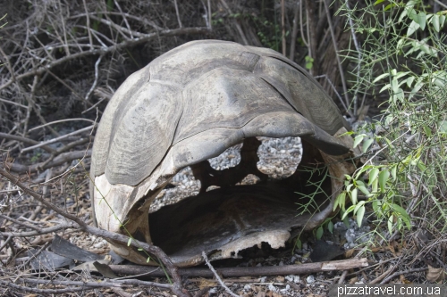 Empty tortoise shell
