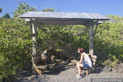 Tintonteras (Isabela Island)