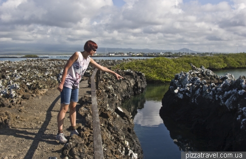 Tintonteras (Isabela Island)