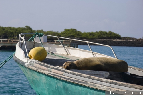 Tintonteras (Isabela Island)