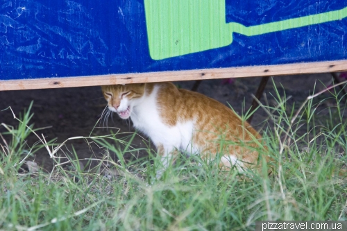 Cat in the Puerto Villamil