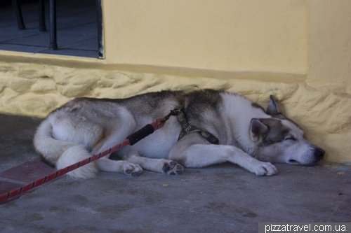 Husky in Puerto Villamil