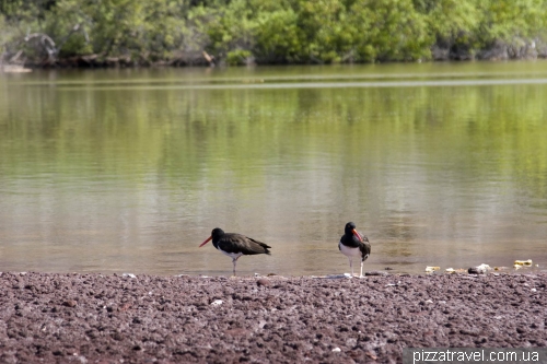 American oystercatcher