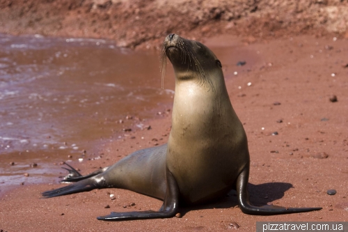 Sea lion on a red sand