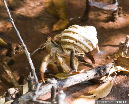 Hermit crab