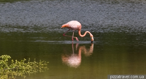 Flamingo on the Garrapatero Beach