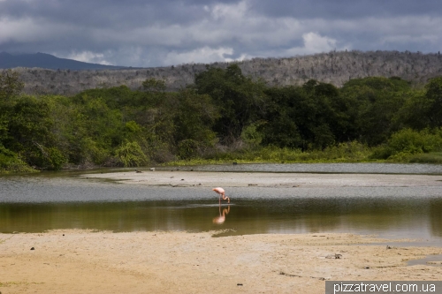 Flamingo on the Garrapatero Beach