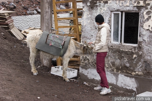 Donkey at an altitude of 4800 meters