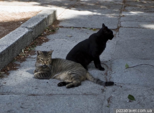 Cats near the botanical garden