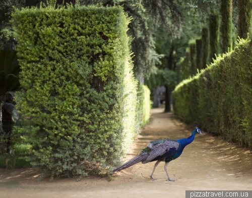  Gardens in the Alcazar of Seville