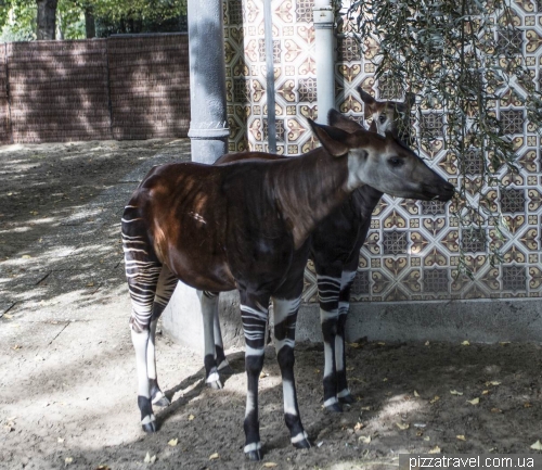 Antwerpen Zoo