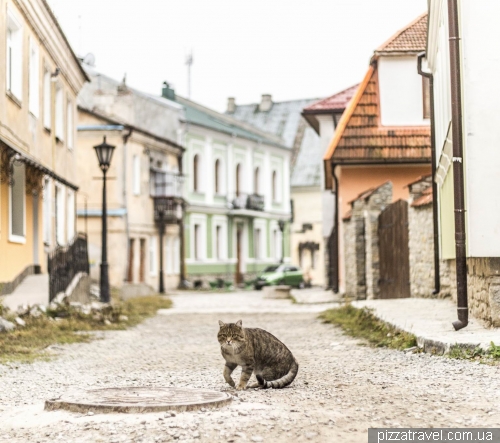 Cat in the old town of Kamianets-Podilskyi