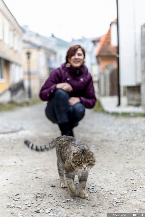 Cat in the old town of Kamianets-Podilskyi