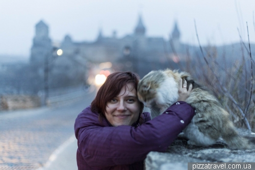 Cat in the old town of Kamianets-Podilskyi