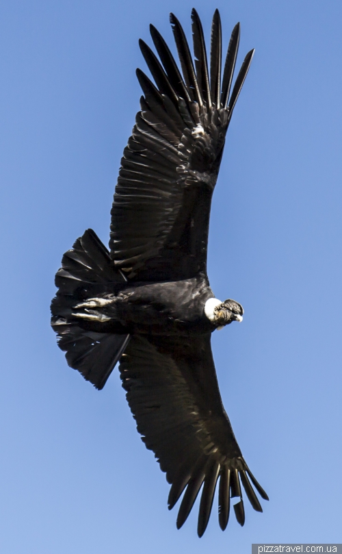 Condors in Colca Canyon