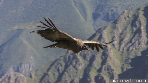 Condors in Colca Canyon