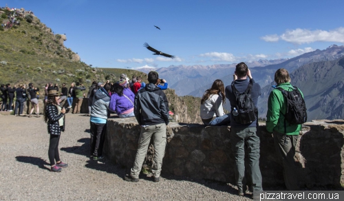 Condors in Colca Canyon