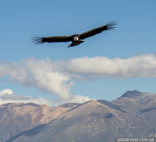 Condors in Colca Canyon