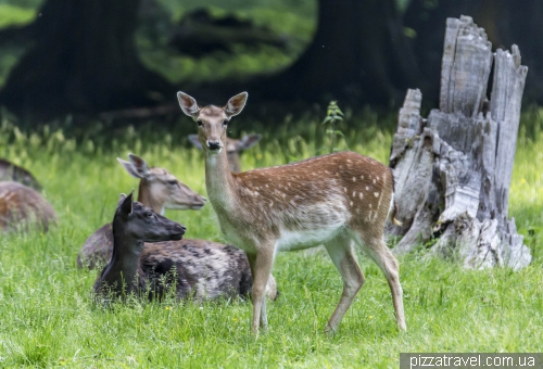 Зоосад в Ганновере (Tiergarten)