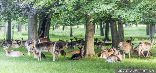 Зоосад в Ганновере (Tiergarten)