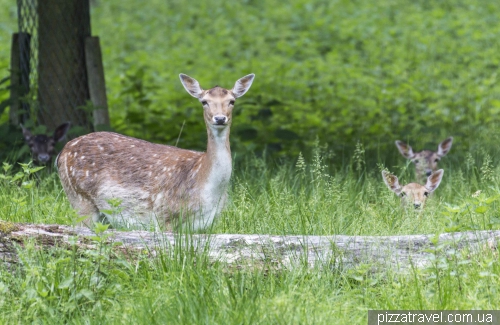 Зоосад в Ганновере (Tiergarten)