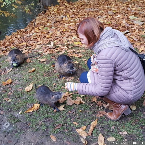 Nutria in Brentanopark