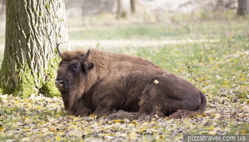 Zoo in Springe