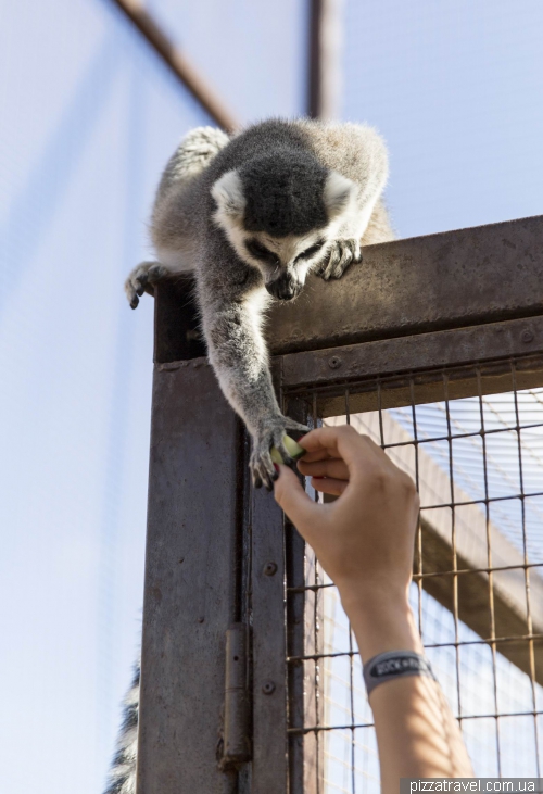 Парк Обезьян (Monkey Park), Тенерифе