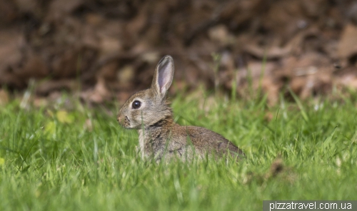 Rabbit in Germany