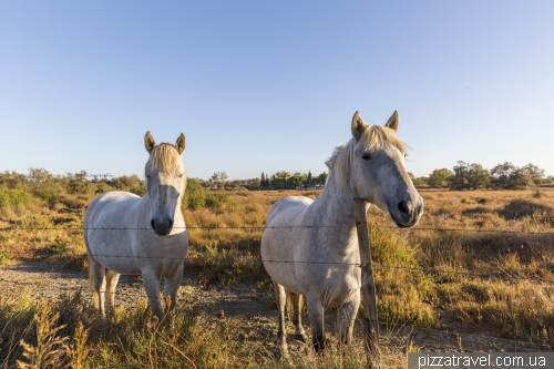 Camargue National Park