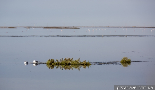 Camargue National Park