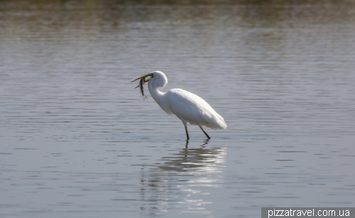 Camargue National Park