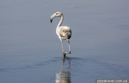 Camargue National Park